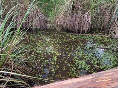 Ranunculus amphitrichus