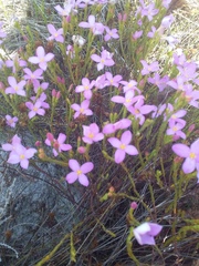 Lachnaea uniflora
