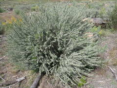 Aspalathus glabrescens