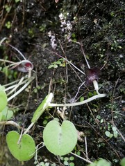 Corybas macranthus