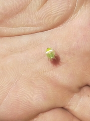 Araneus circulissparsus