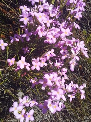 Lachnaea uniflora
