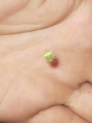 Araneus circulissparsus