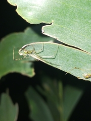 Thwaitesia nigronodosa