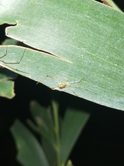 Thwaitesia nigronodosa