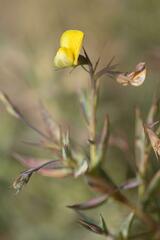 Aspalathus alpestris