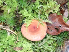 Lactarius aurantiacus
