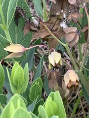 Trichodesma physaloides