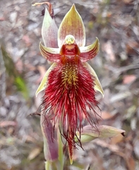 Calochilus paludosus