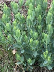 Trichodesma physaloides