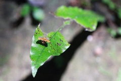 Choreutis amethystodes