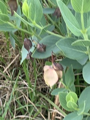 Trichodesma physaloides