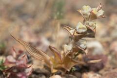 Lapeirousia pyramidalis