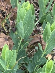 Trichodesma physaloides