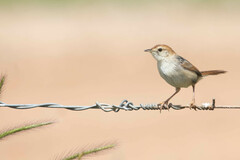 Cisticola tinniens