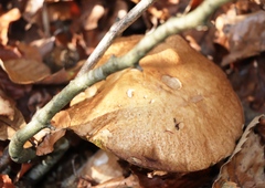 Boletus reticulatus
