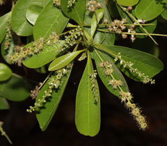 Terminalia microcarpa