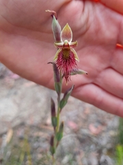 Calochilus paludosus