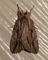 Ecnomodes sagittaria