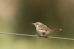 Cisticola tinniens