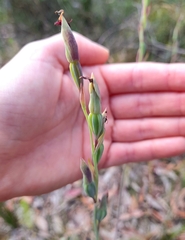 Calochilus paludosus