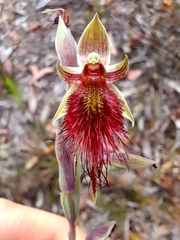 Calochilus paludosus