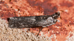 Sciota melanostyla
