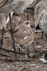 Charadrius mongolus