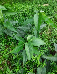 Ipomoea carnea fistulosa