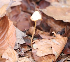Mycena crocata