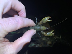 Cherax depressus