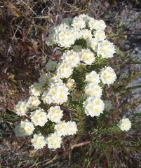 Lachnaea densiflora