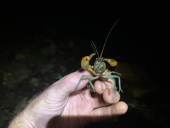 Cherax depressus