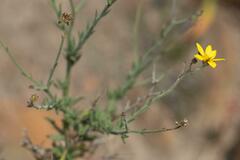 Osteospermum spinosum