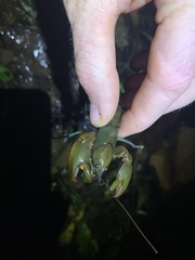 Cherax depressus