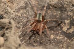 Gnaphosidae
