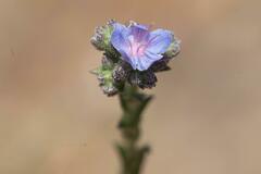 Lobostemon echioides