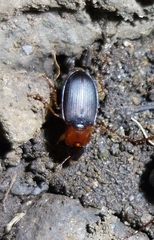 Calathus melanocephalus