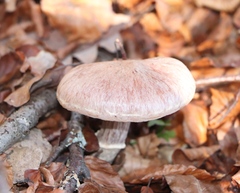 Cortinarius torvus