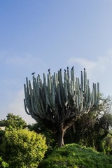Pachycereus weberi