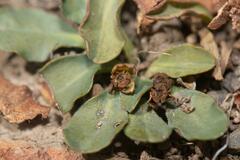 Euphorbia tuberosa