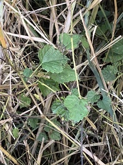 Ampelopsis glandulosa hancei