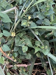 Ampelopsis glandulosa hancei