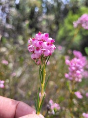 Erica inflata