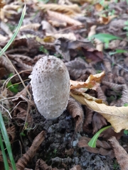 Coprinus comatus