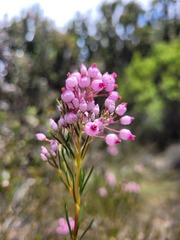 Erica inflata