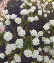 Lachnaea densiflora