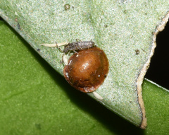 Coccinae