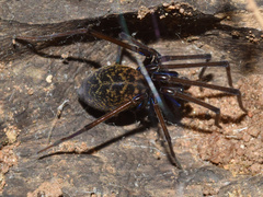 Phyxelididae