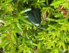 Pollanisus viridipulverulenta